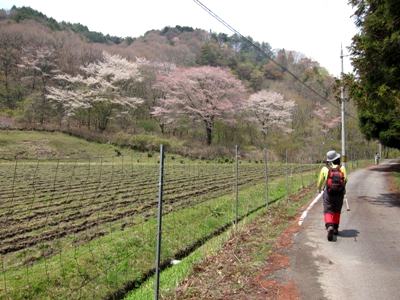 小塩山 大原野森林公園 カタクリ谷 京都西山 11 04 24