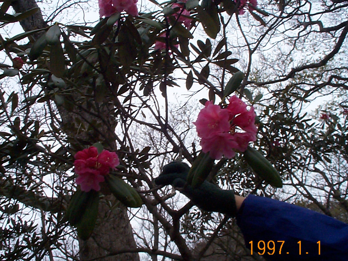 ��䃖���P�O